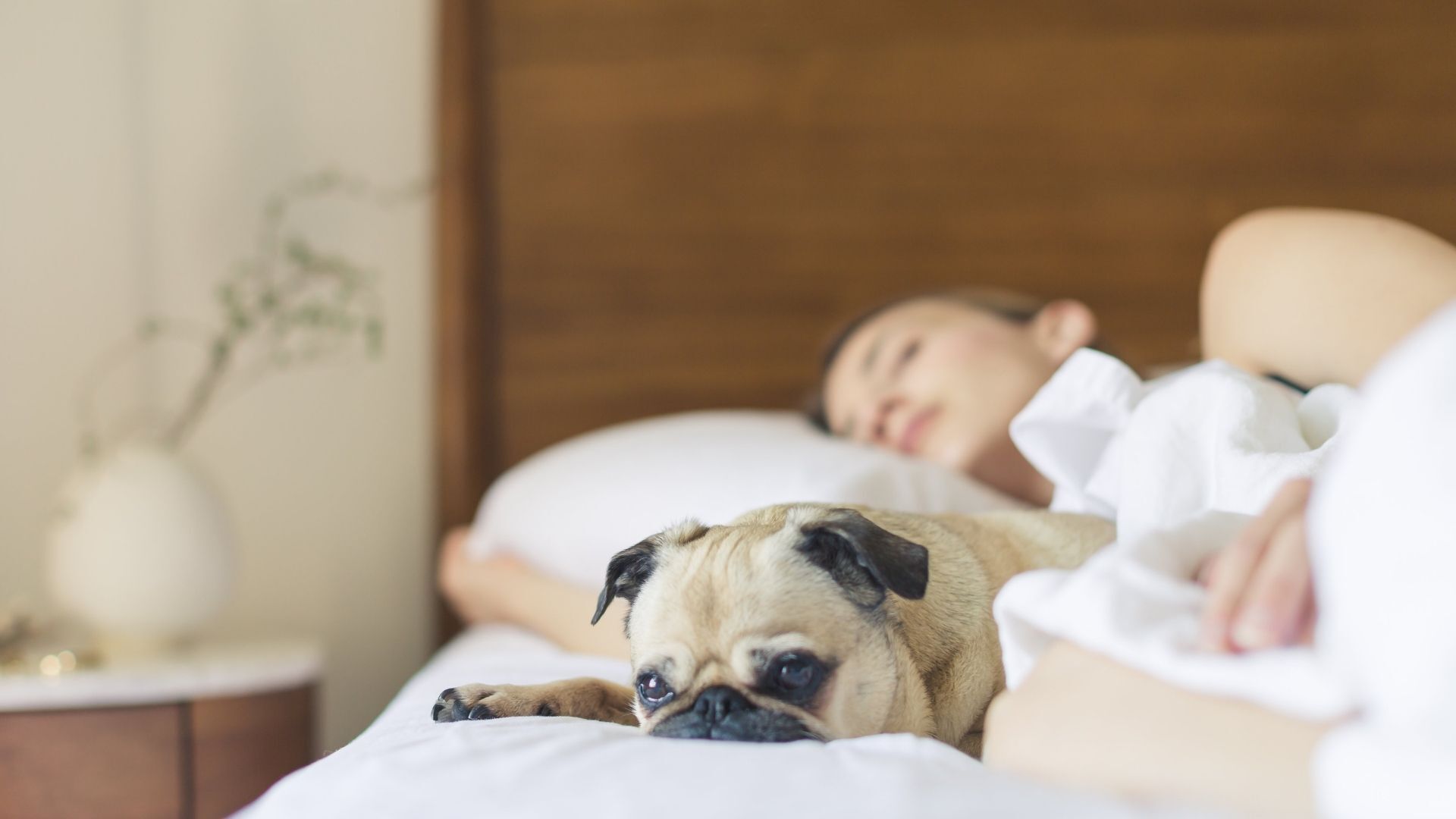 Femme et chien qui dorment dans un lit avec des bouchons pour dormir