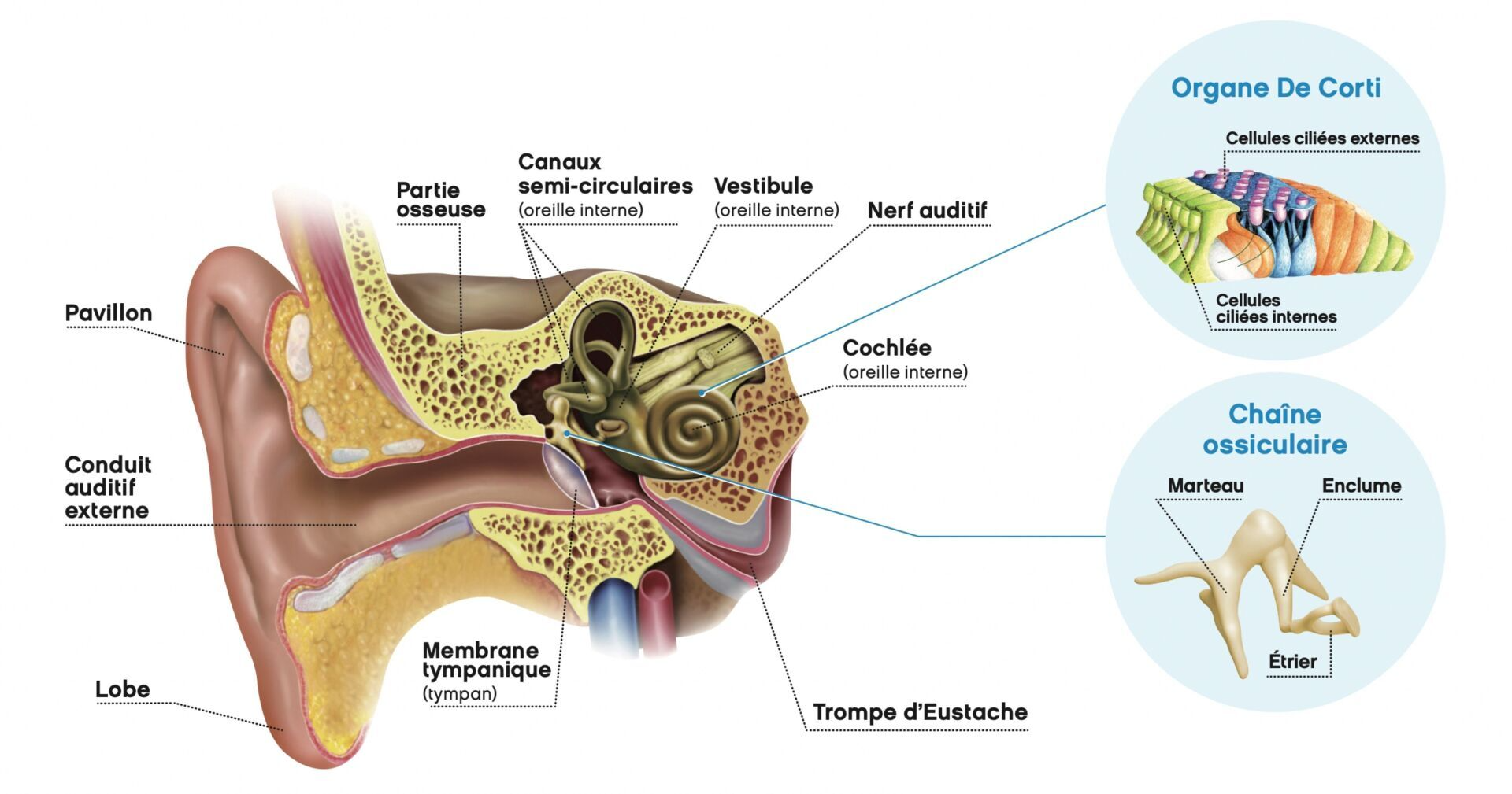 Anatomie de l'image en illustration. Montre les différentes partie de l'oreille externe, moyenne et interne