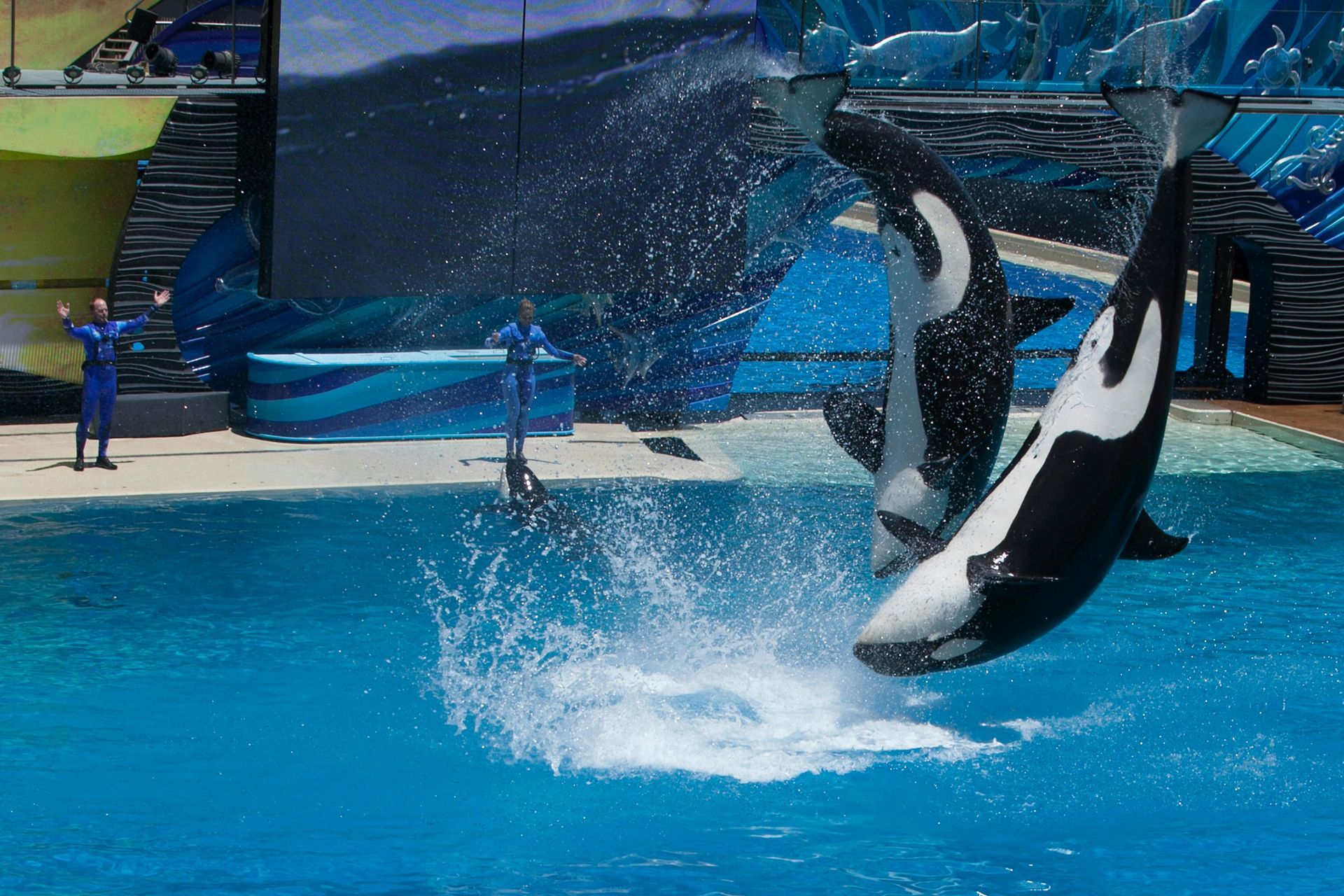 Two killer whales are performing in a swimming pool