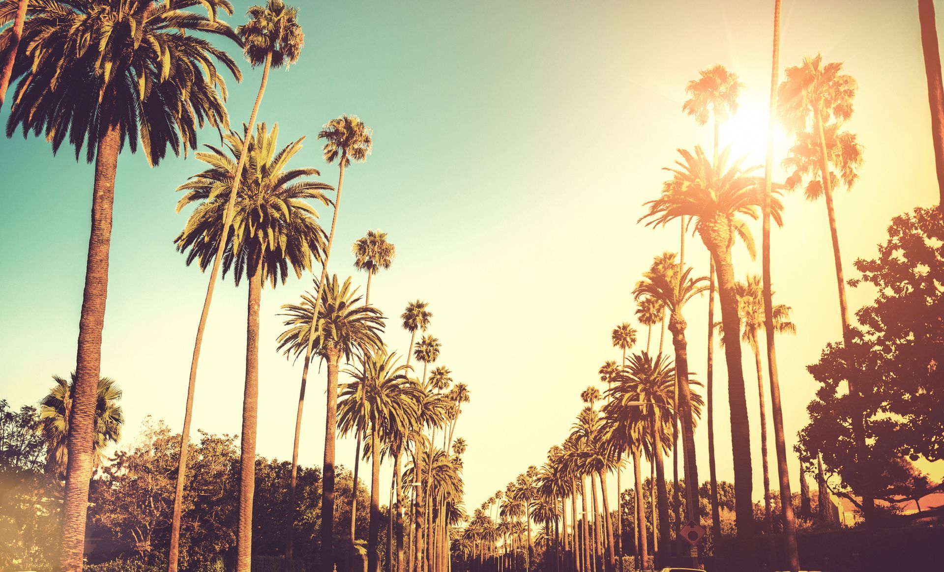A Row of Palm Trees with The Sun Shining Through Them — Escondido, CA — Stumpmasters Tree Services, Inc.