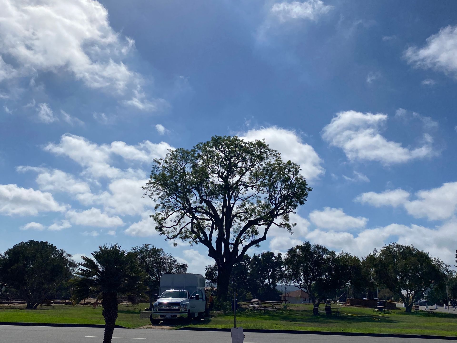 White Truck Beside a Tree — Escondido, CA — Stumpmasters Tree Services, Inc.