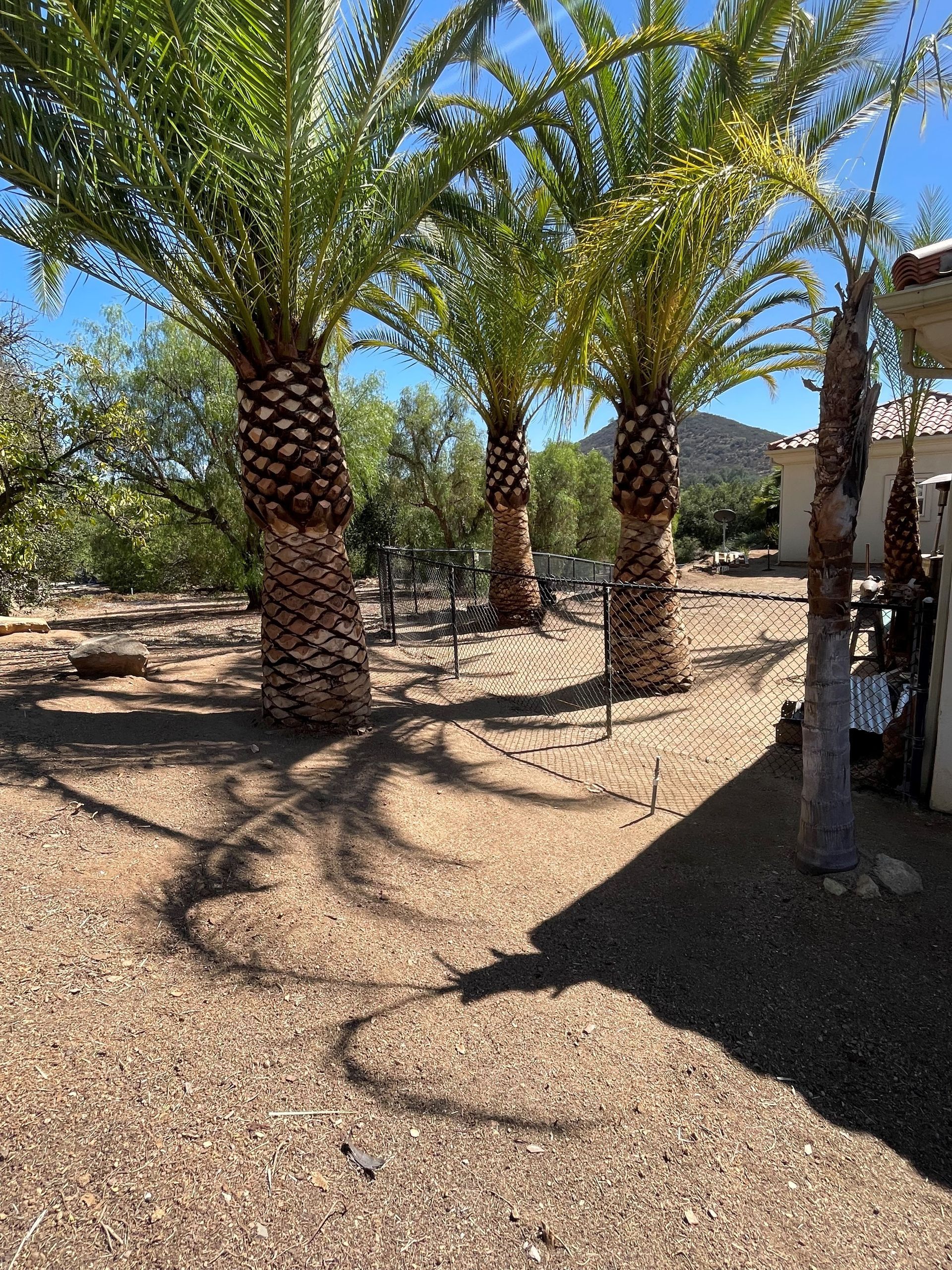 Three Palm Tree of a Client — Escondido, CA — Stumpmasters Tree Services, Inc.