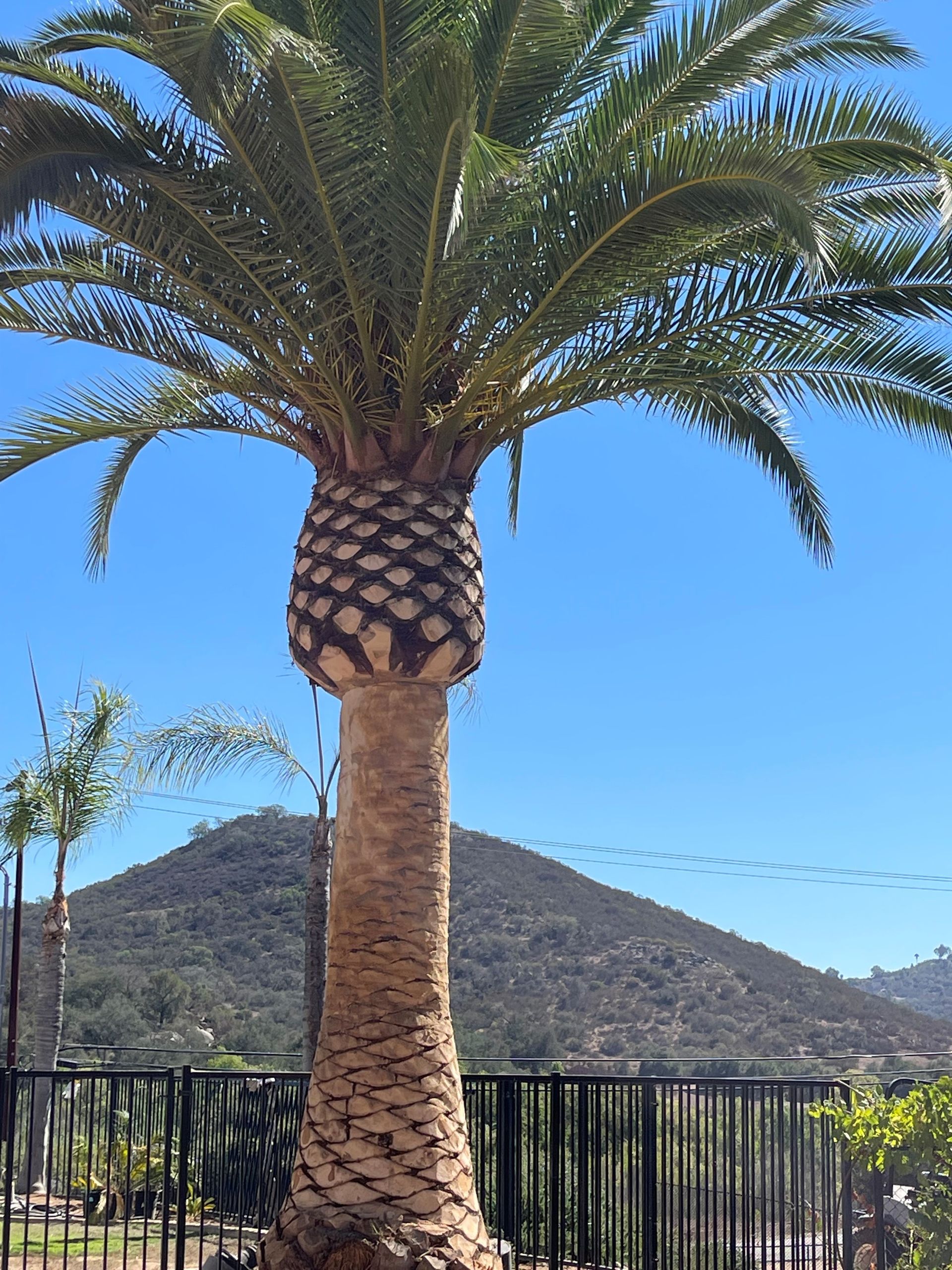 Big Old Palm Tree — Escondido, CA — Stumpmasters Tree Services, Inc.