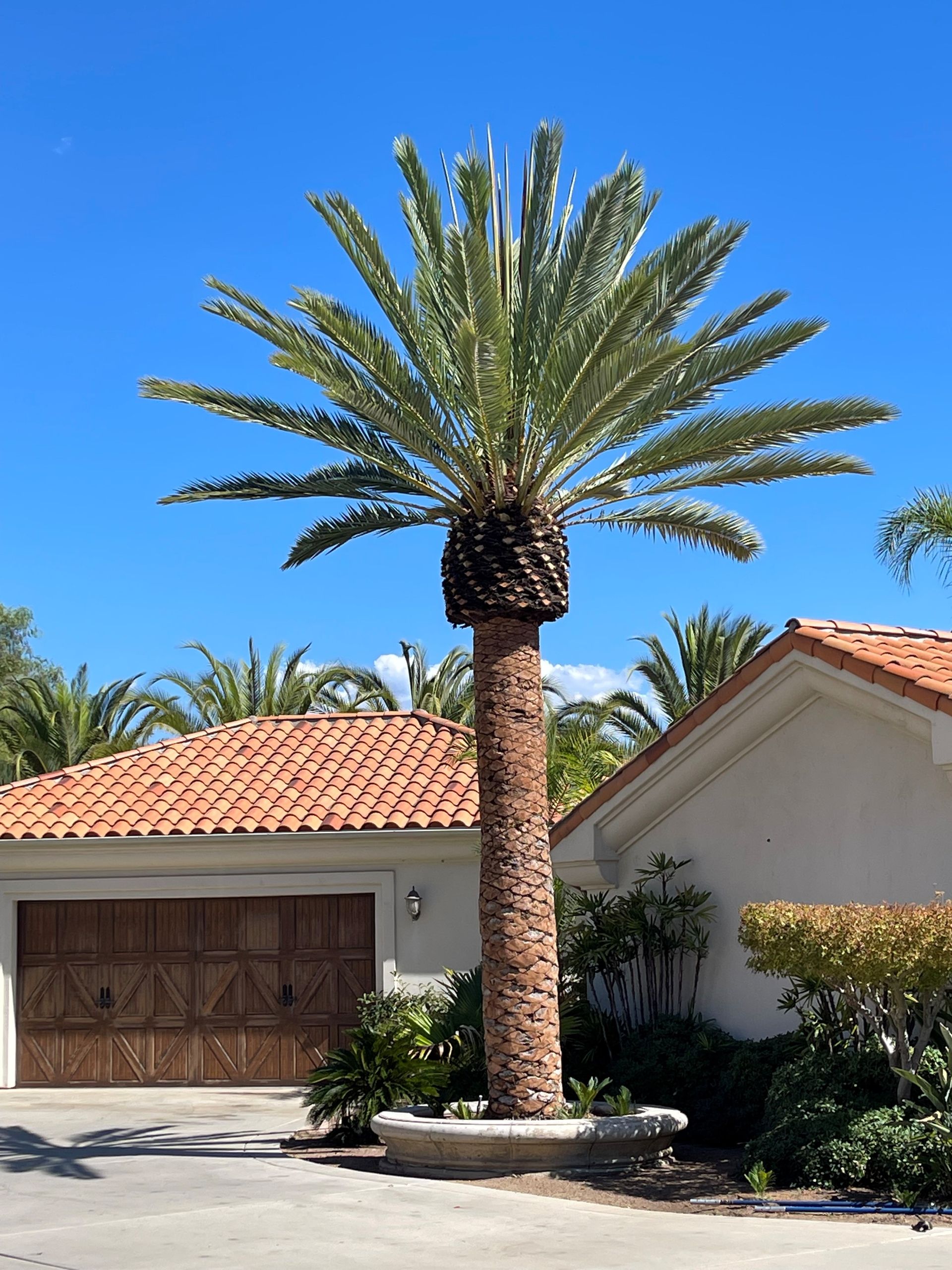 Palm Tree in Front of a Garage — Escondido, CA — Stumpmasters Tree Services, Inc.