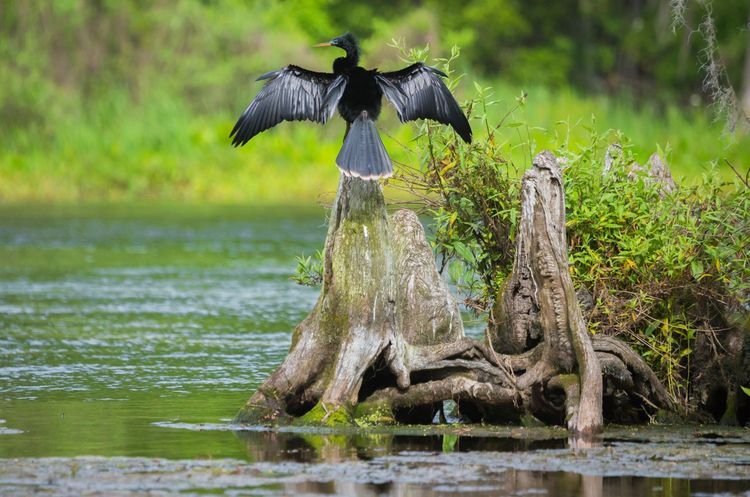 Black cormorant with outstretched wings perched atop a weathered tree stump in a swamp.