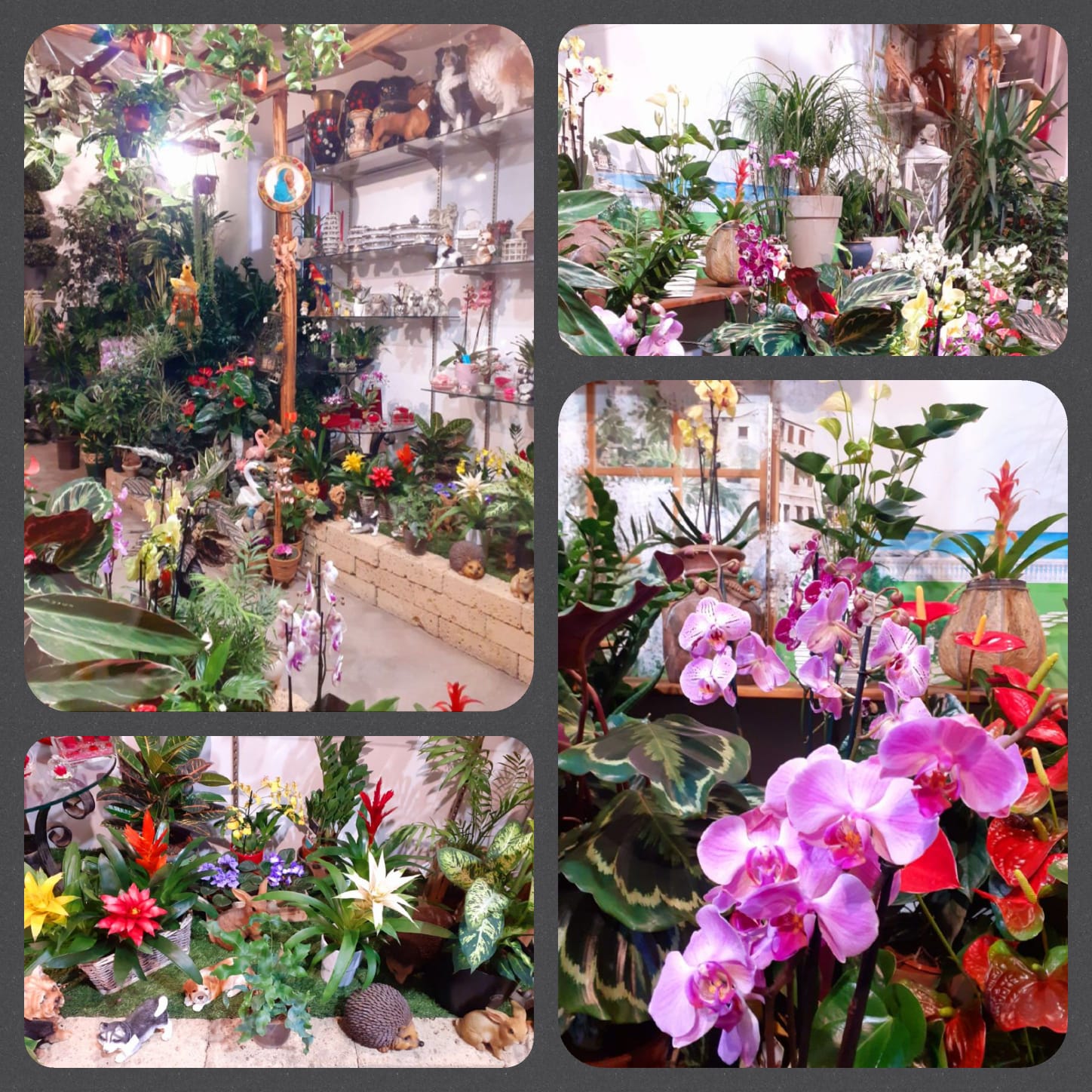 piante e fiori rapallo