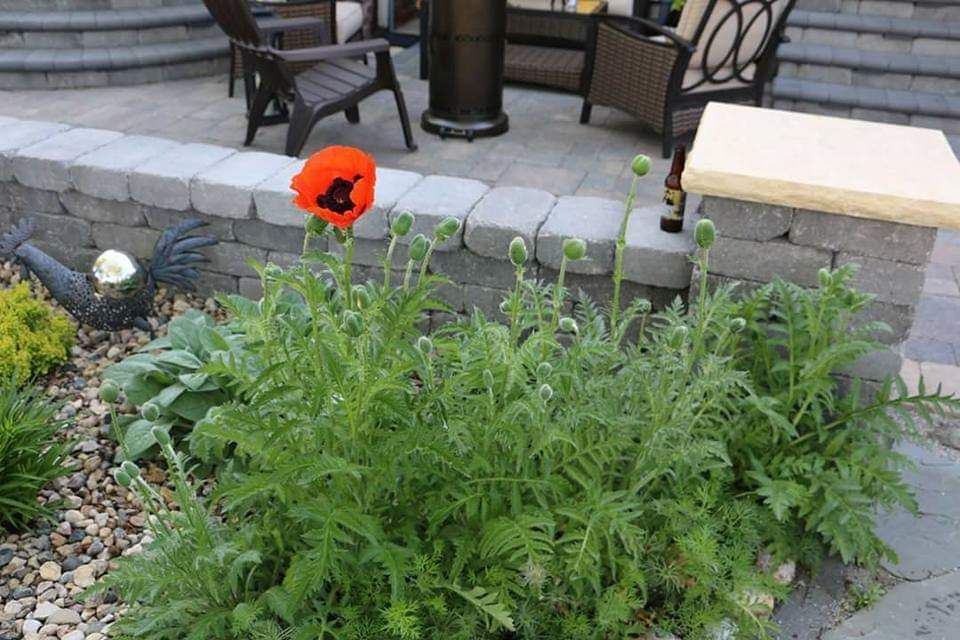 A red poppy