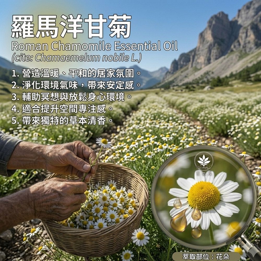 羅馬洋甘菊精油3% -10ml環境擴香、空間調理使用