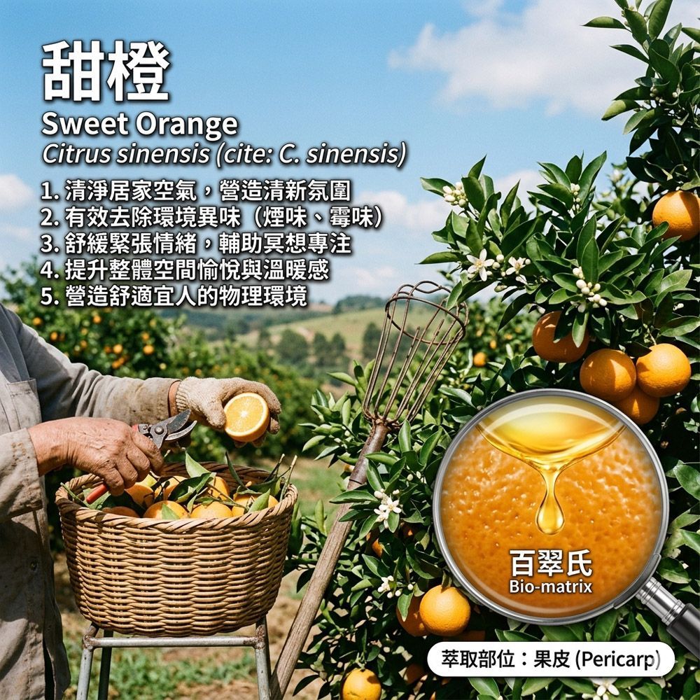 甜橙Orange Sweet 純精油10ml環境擴香、空間調理使用