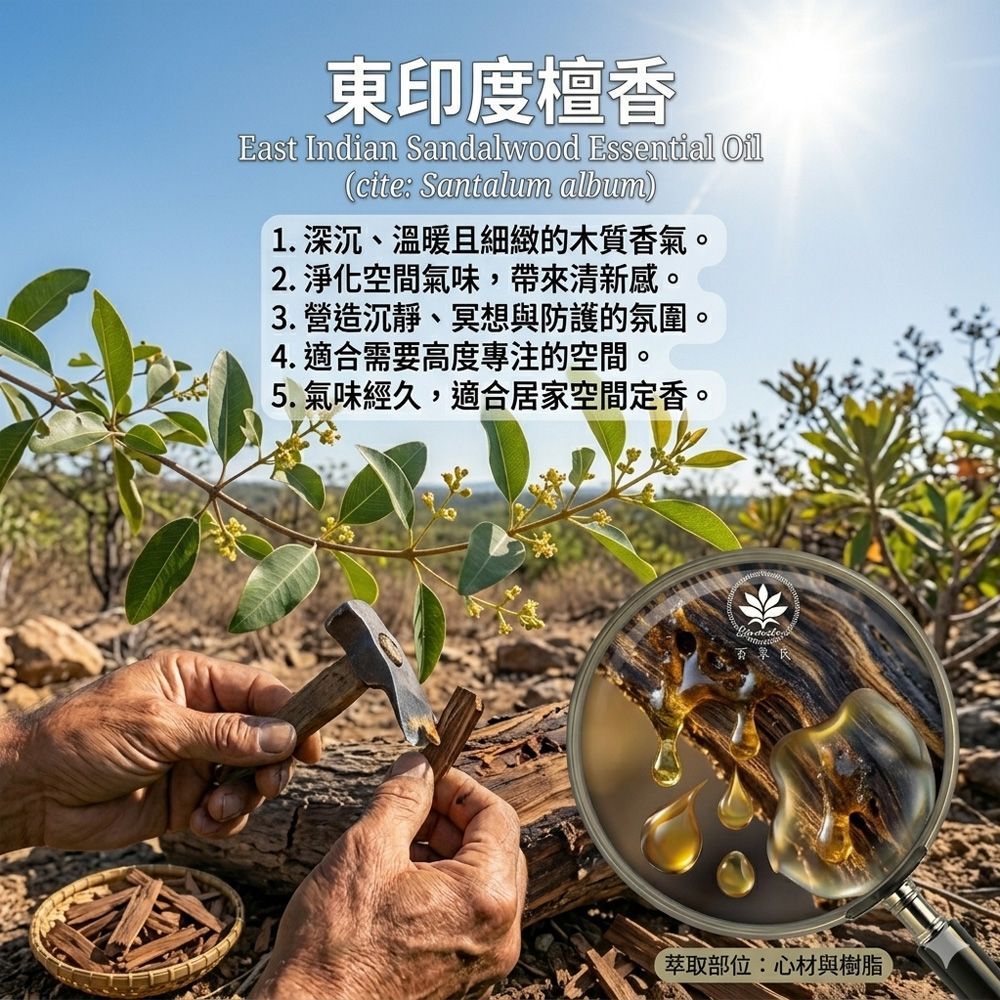 東印度檀香精油10ML環境擴香、空間調理使用