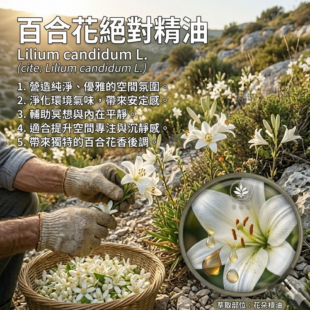 百合花絕對精油3%5ml全屋空間嗅覺調理、環境香氛