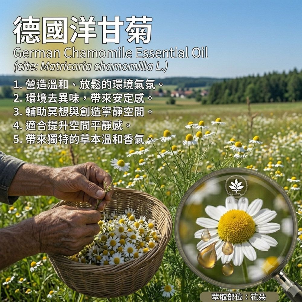 德國藍洋甘菊精油3% -10ml環境擴香、空間調理使用