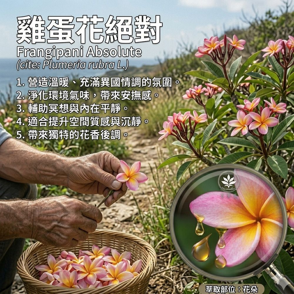 雞蛋花絕對3%5ml豪宅空間擴香、辦公室嗅覺調理、環境香氛