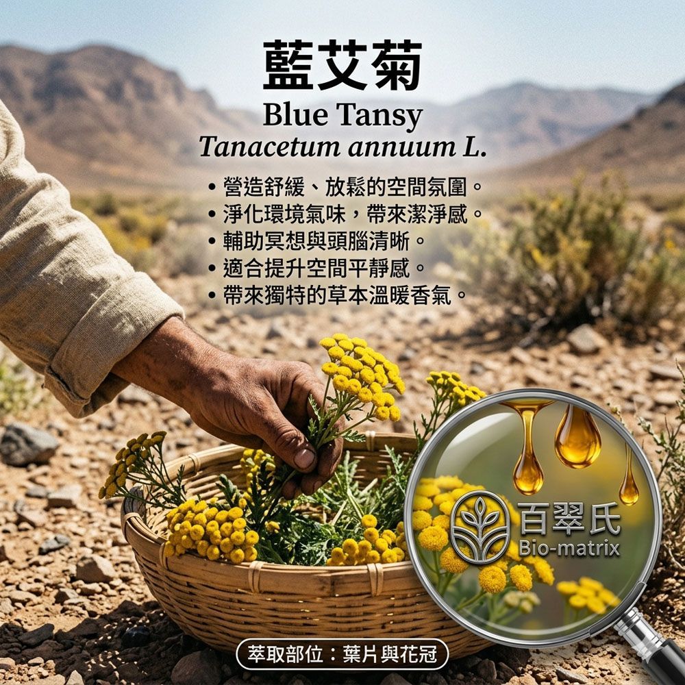 藍艾菊精油3%5ml豪宅空間擴香、辦公室嗅覺調理、環境香氛