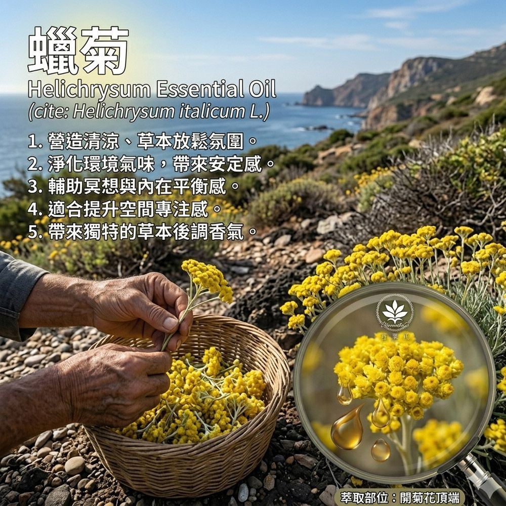 蠟菊永久花純精油10ml環境擴香、空間調理使用