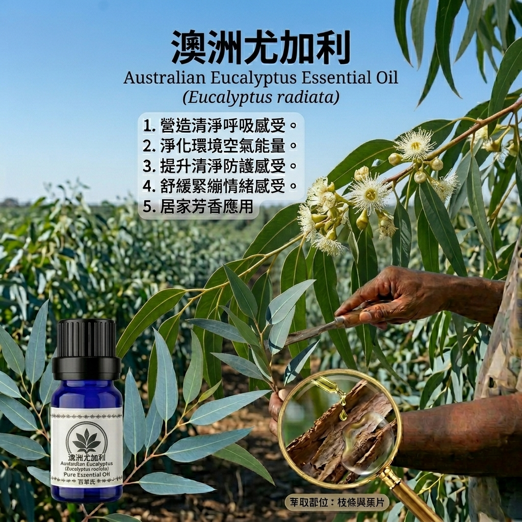澳洲尤加利Eucalyptus純精油10ml環境擴香、空間調理使用