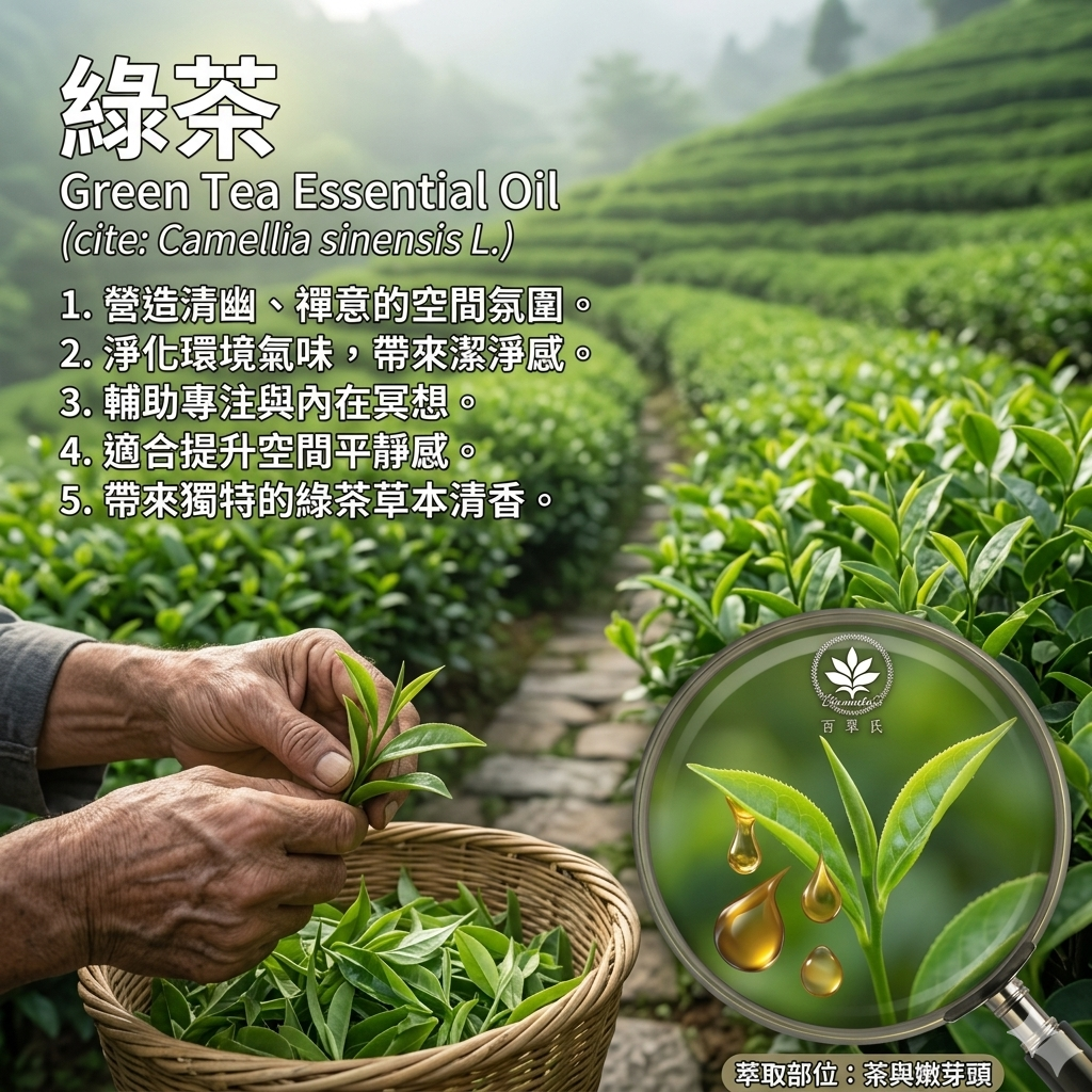 綠茶絕對精油3%5ml全屋空間嗅覺調理、環境香氛