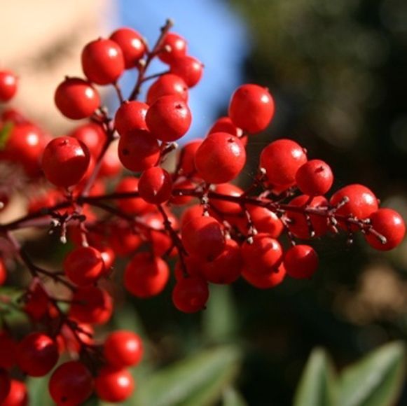 蔓越莓籽油30ml CRANBERRY SEED OIL