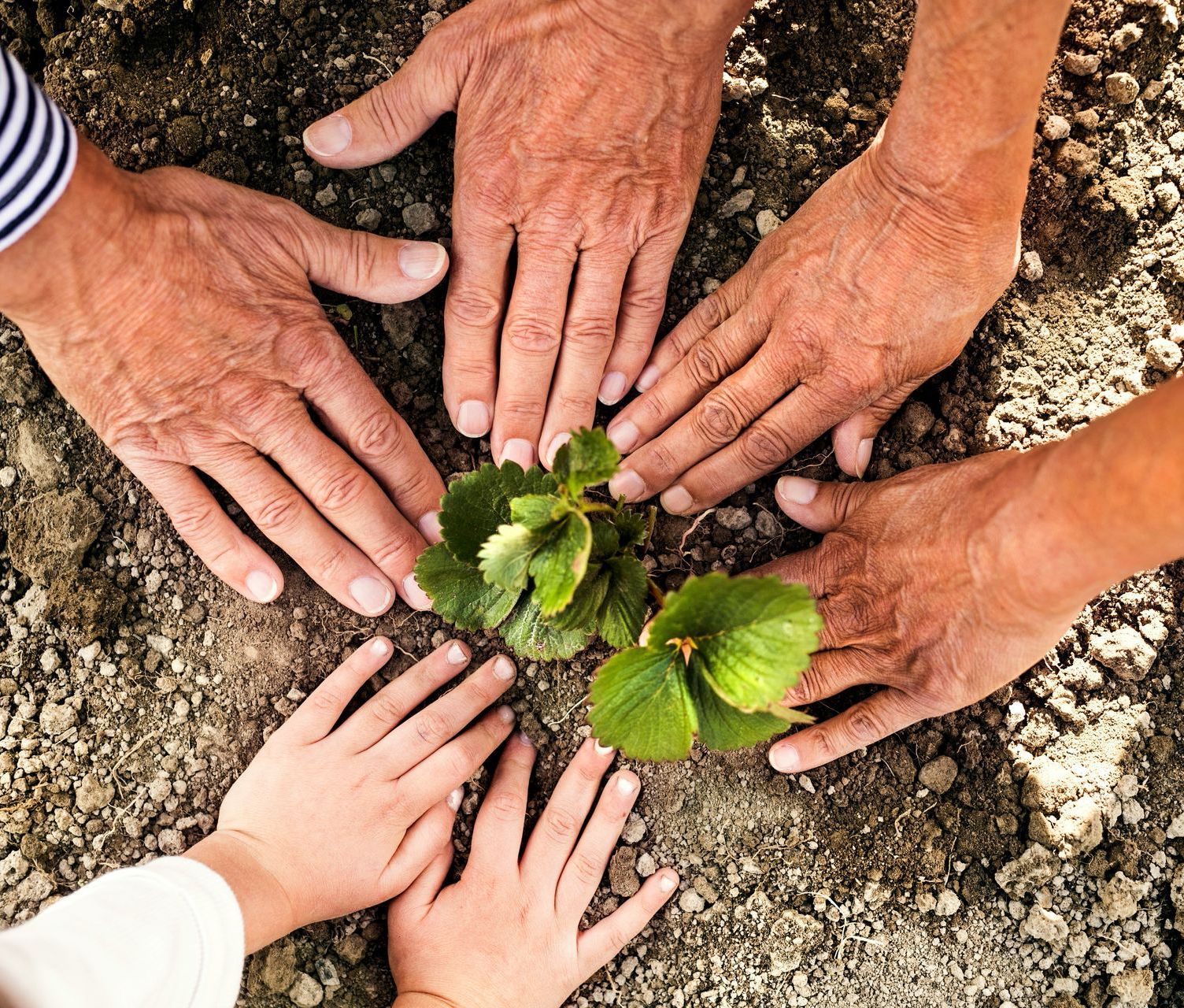 A group of people are planting a plant in the dirt.