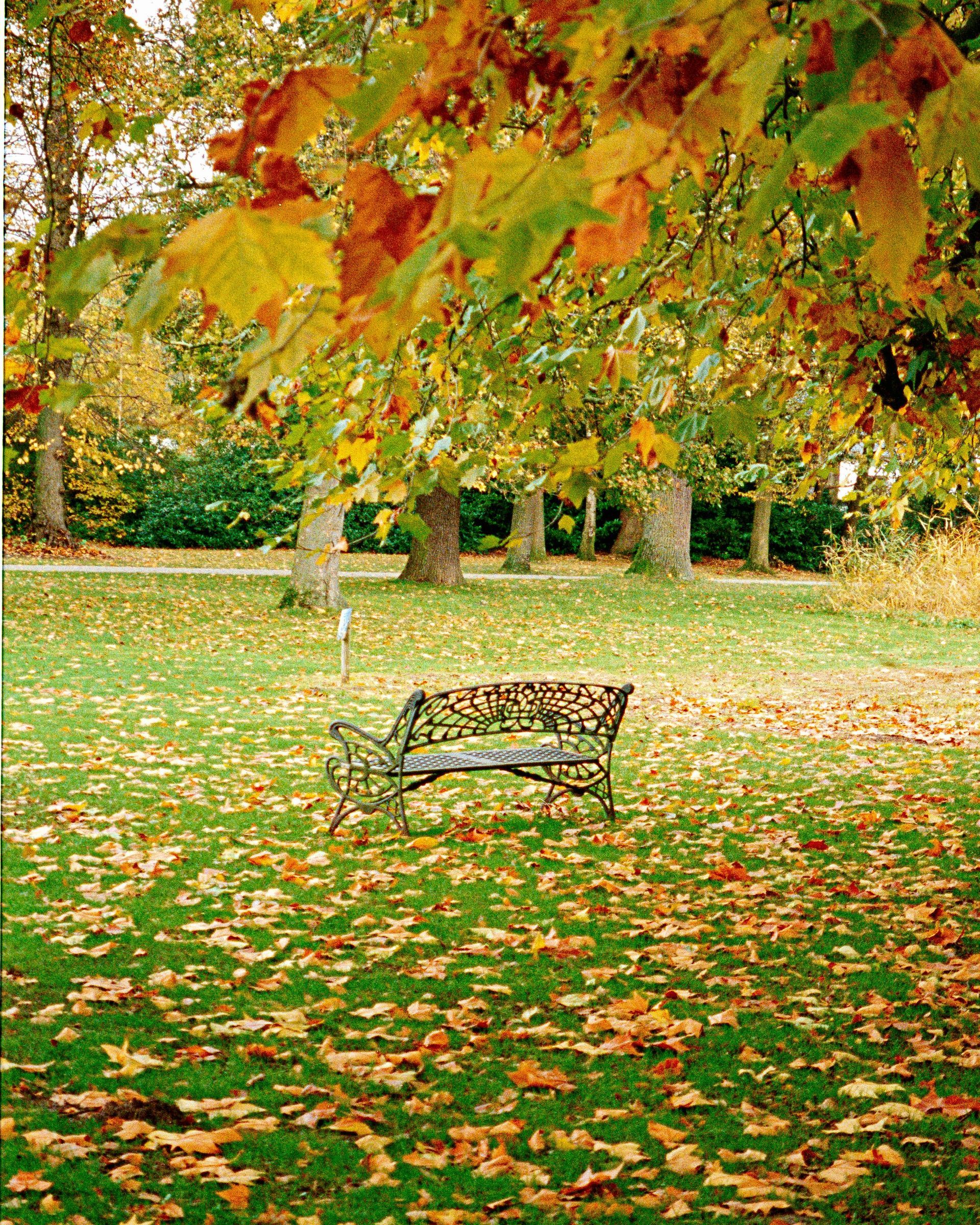 A park bench is surrounded by leaves on the ground