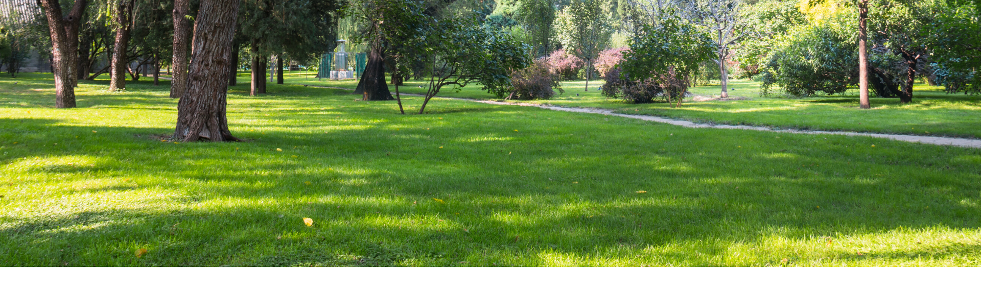 green healthy lawn