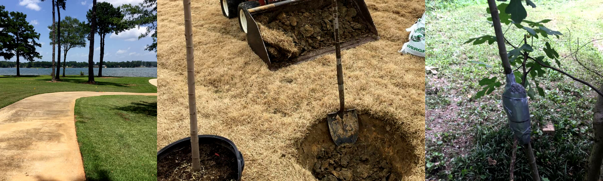 planting trees