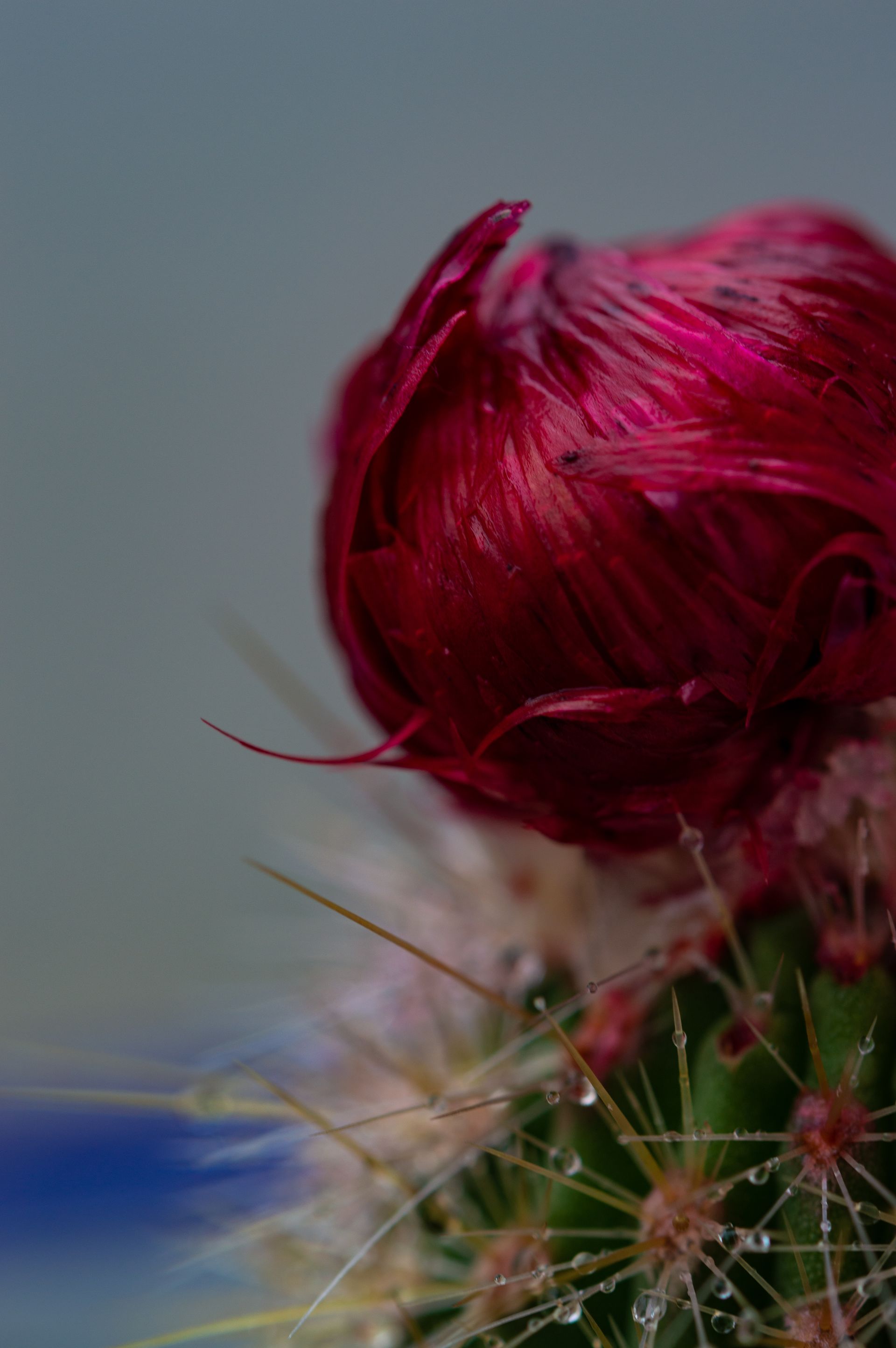 A close up of a pink flower on a cactus