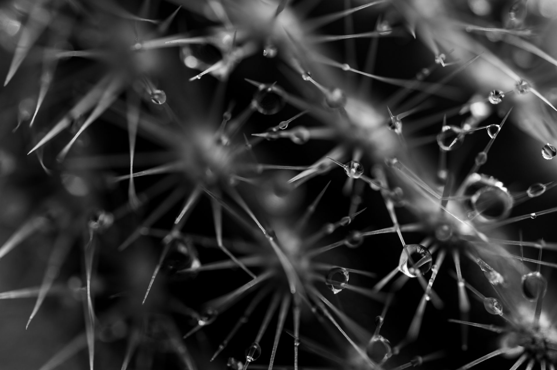 A black and white photo of a cactus with water drops on it