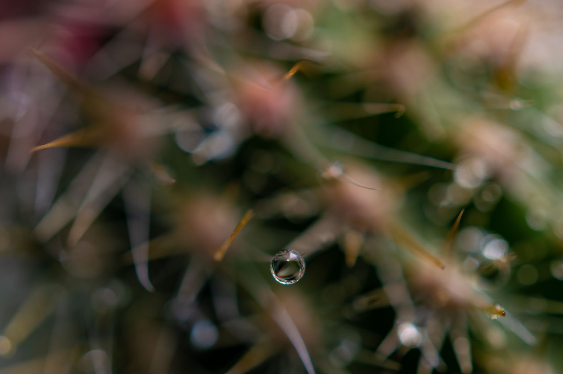 A close up of a cactus with water drops on it.