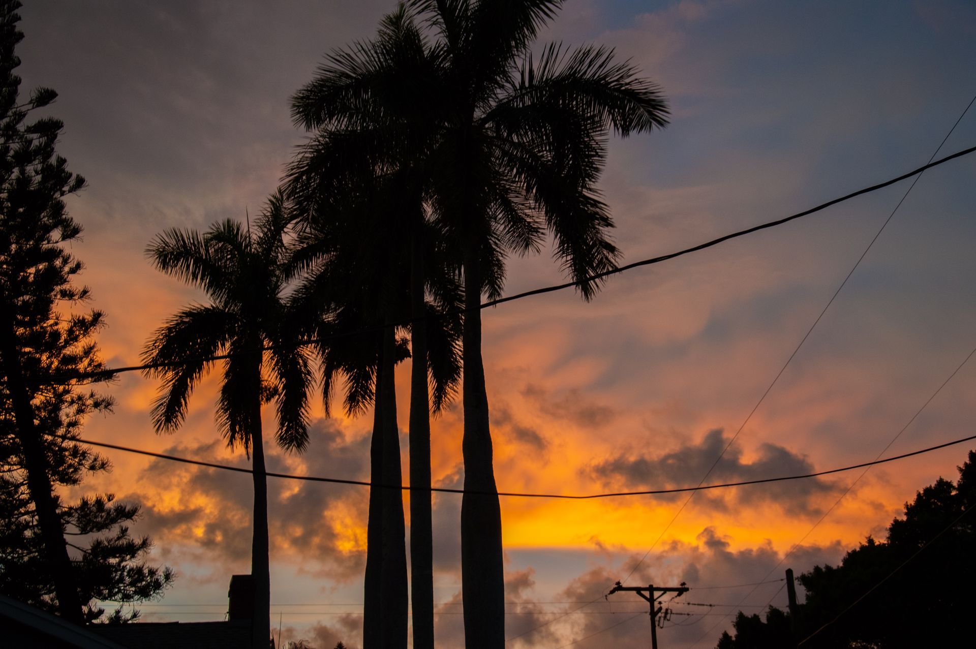 A sunset with palm trees and power lines in the foreground