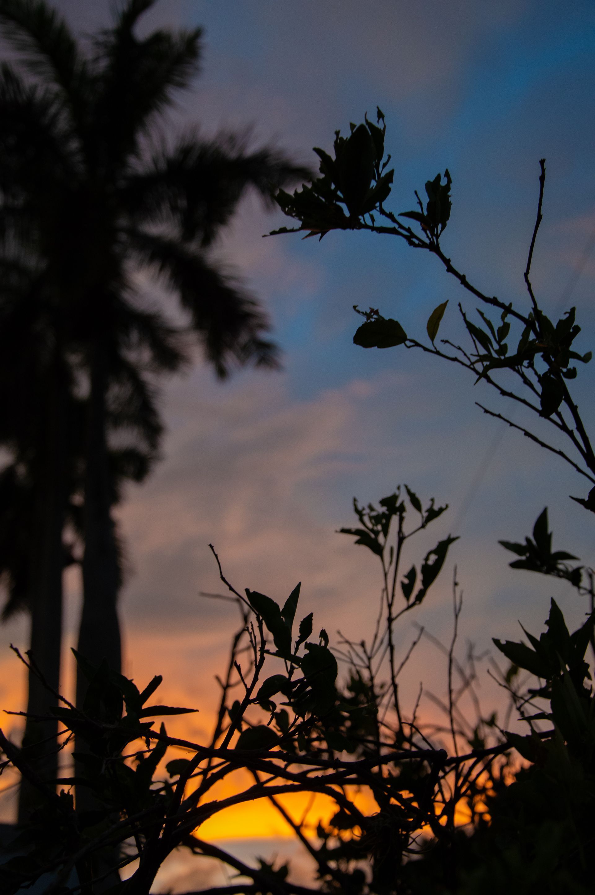 A palm tree is silhouetted against a sunset sky