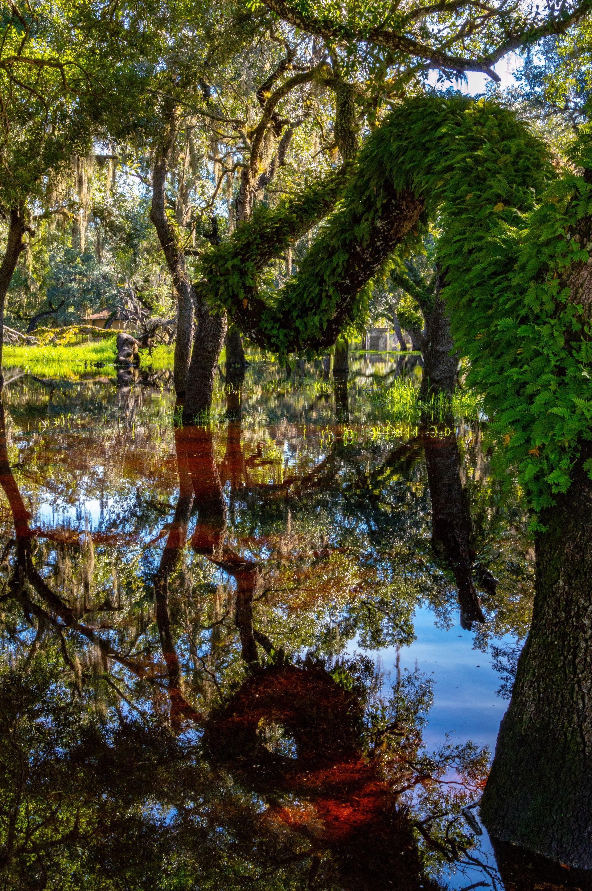 A tree with moss growing on it is reflected in a pond.