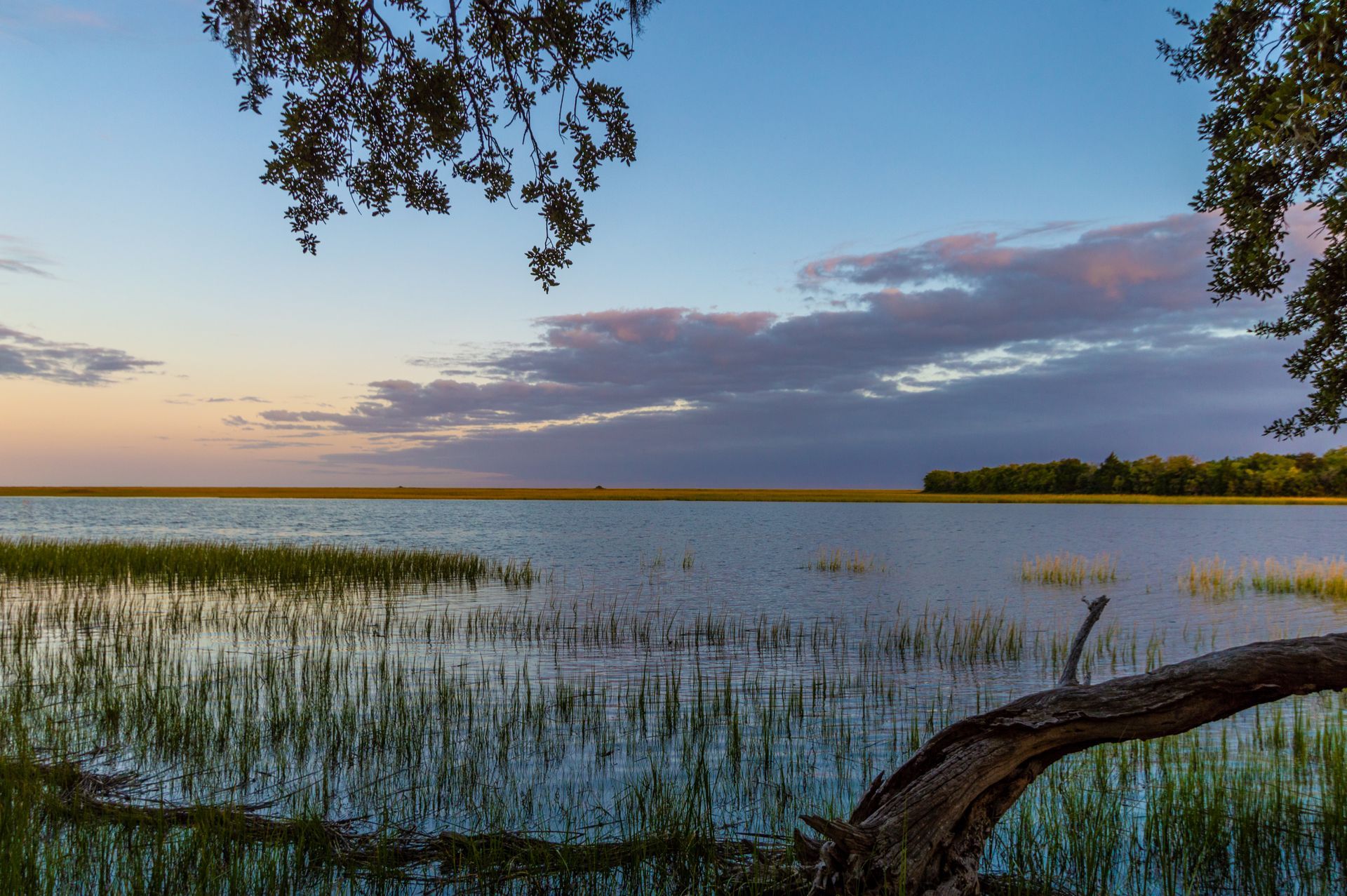 A large body of water with a tree branch in the foreground.