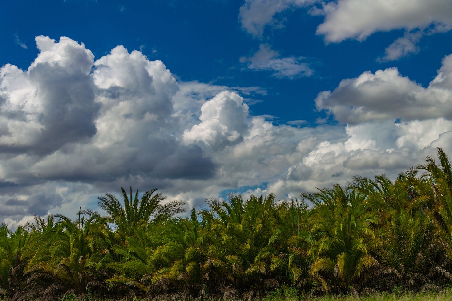 A field of palm trees under a cloudy blue sky