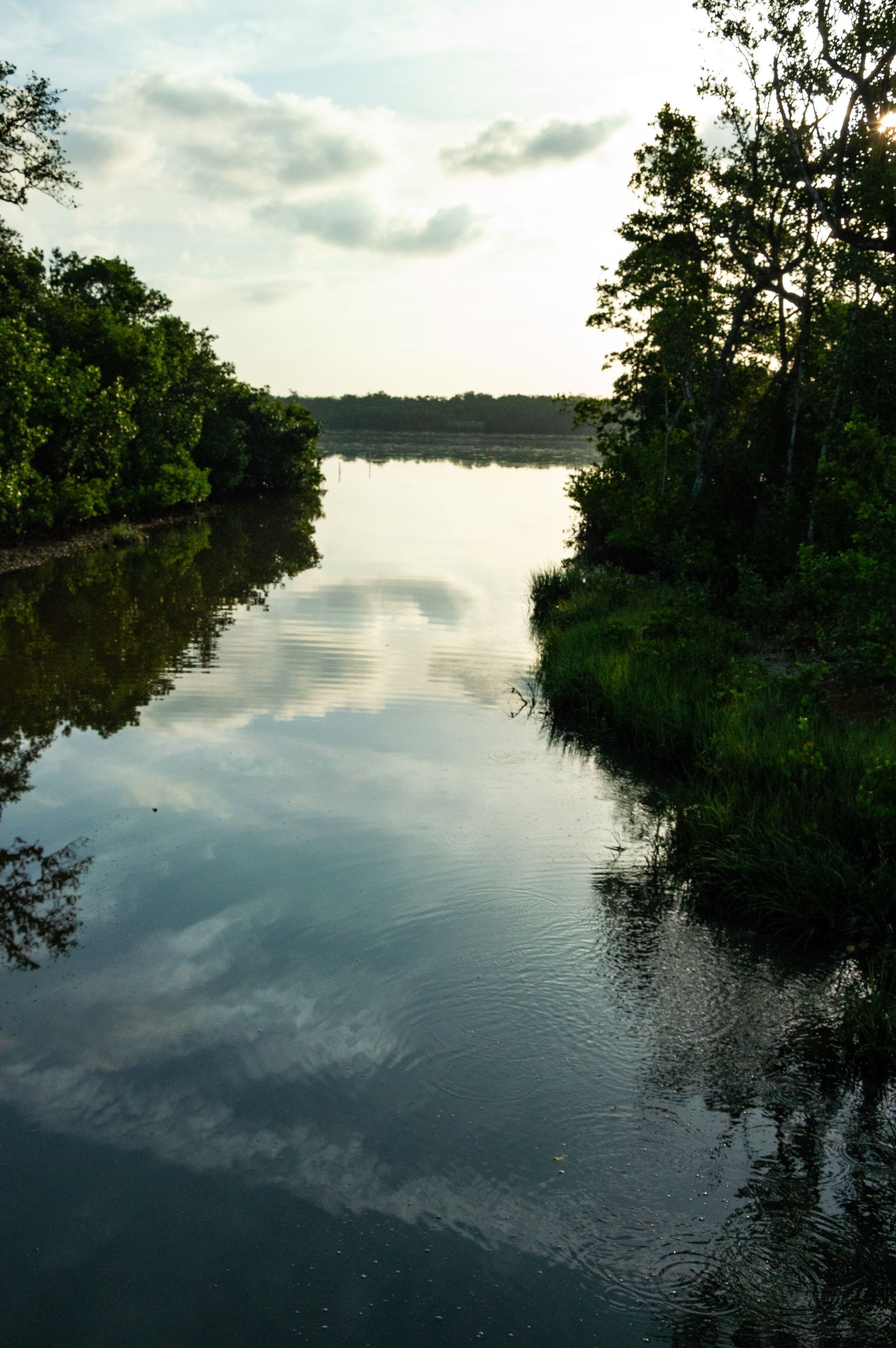 A river that is surrounded by trees and grass