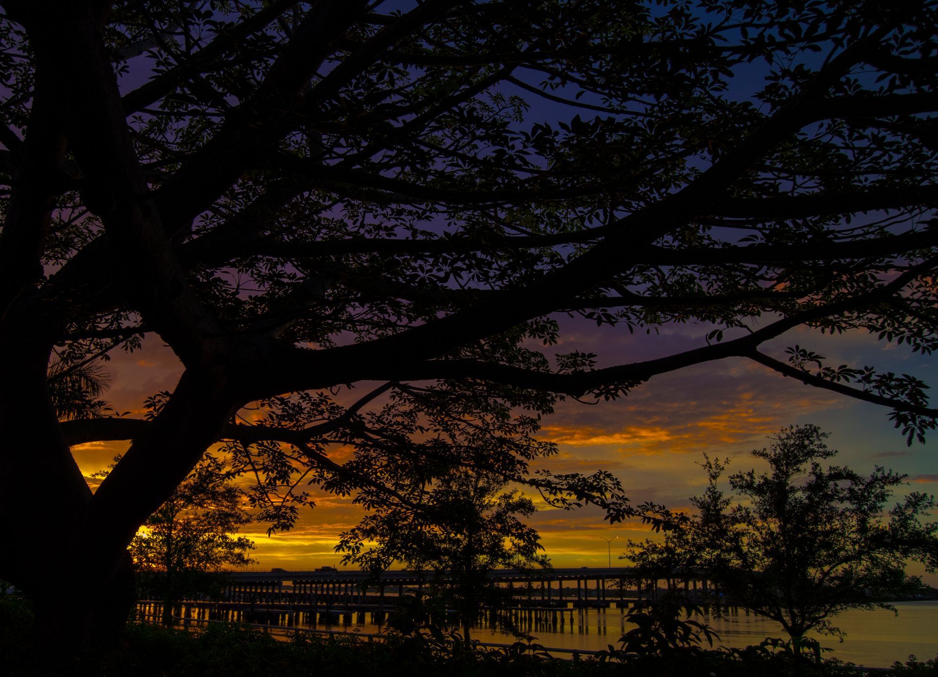 A tree is silhouetted against a sunset over a body of water