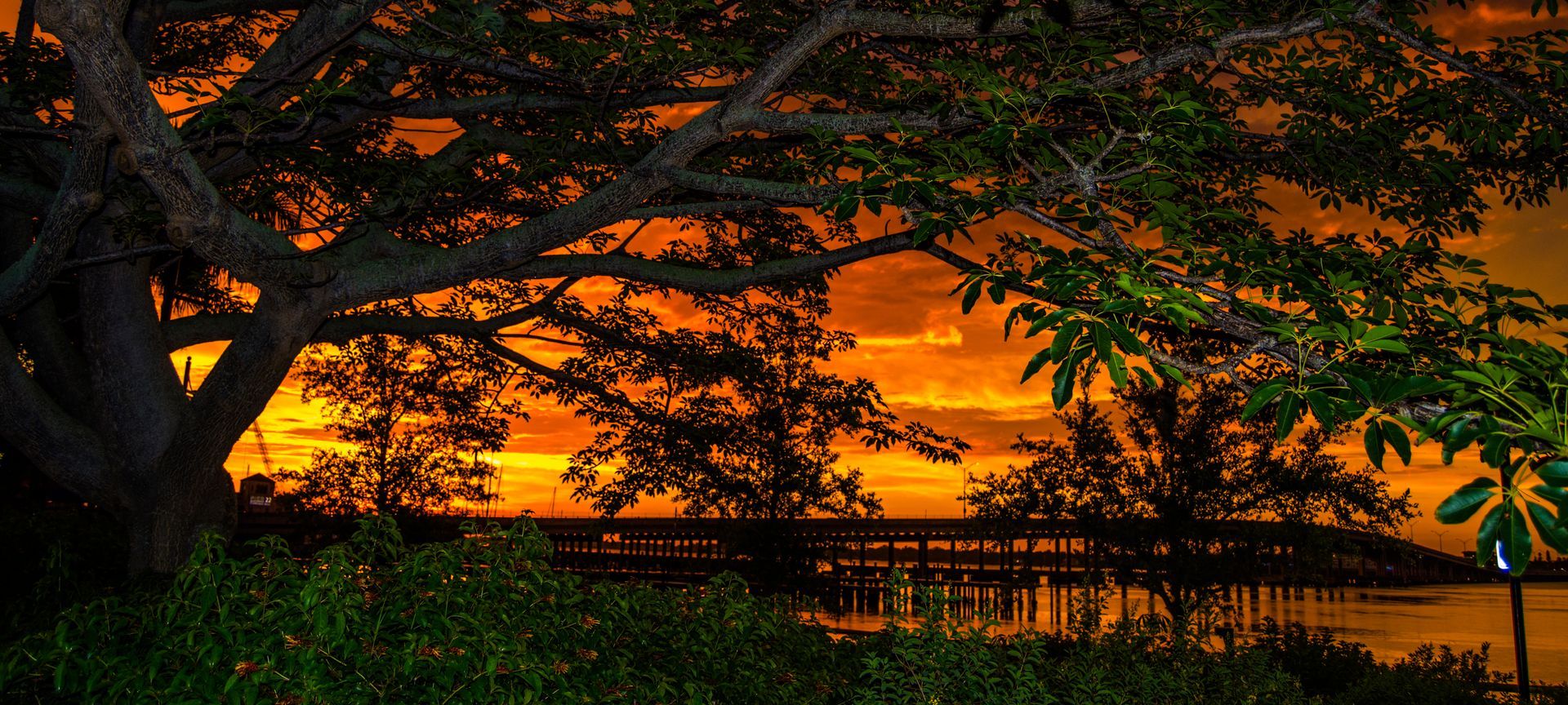 A tree is silhouetted against a sunset over a body of water.