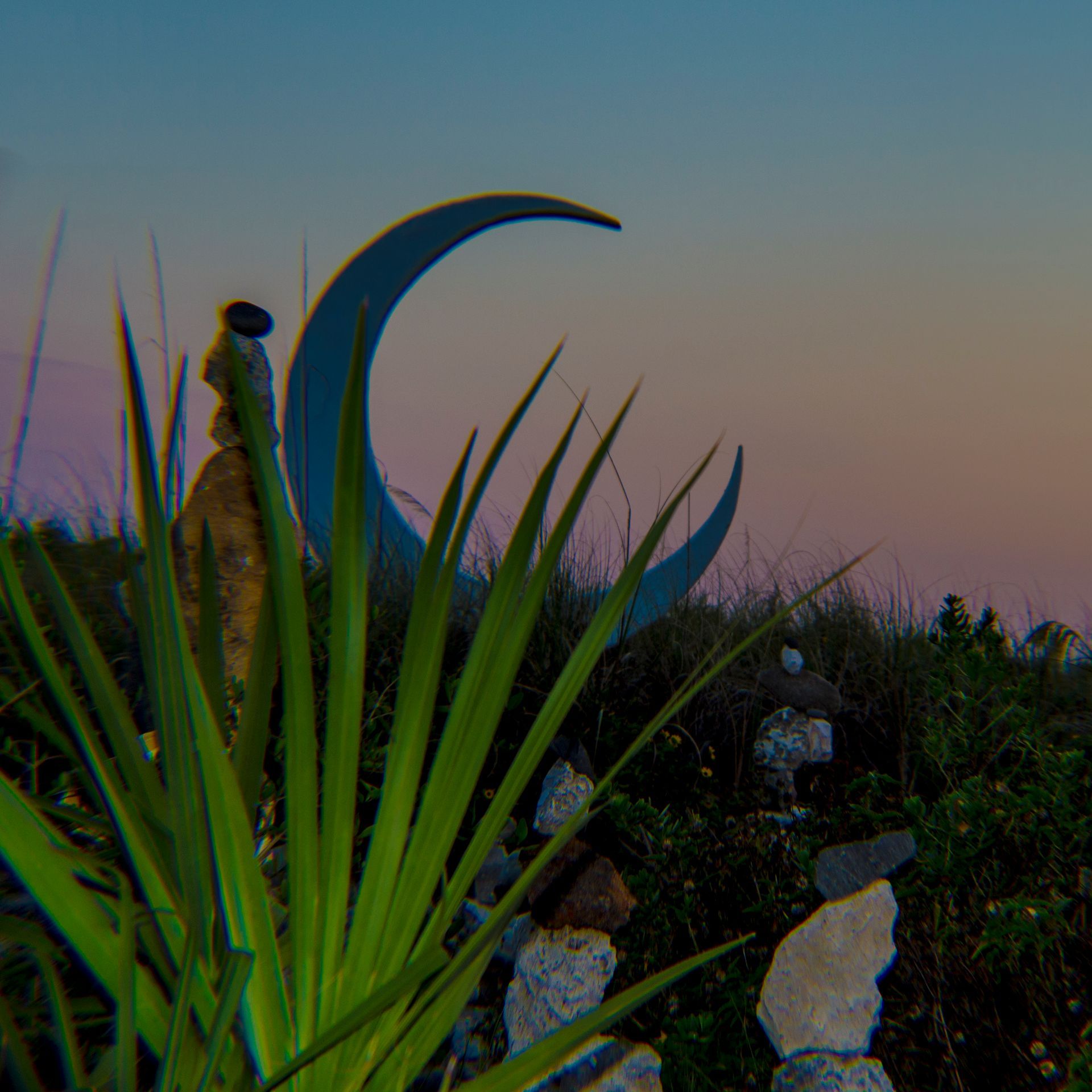 A crescent moon is visible behind a plant in a field