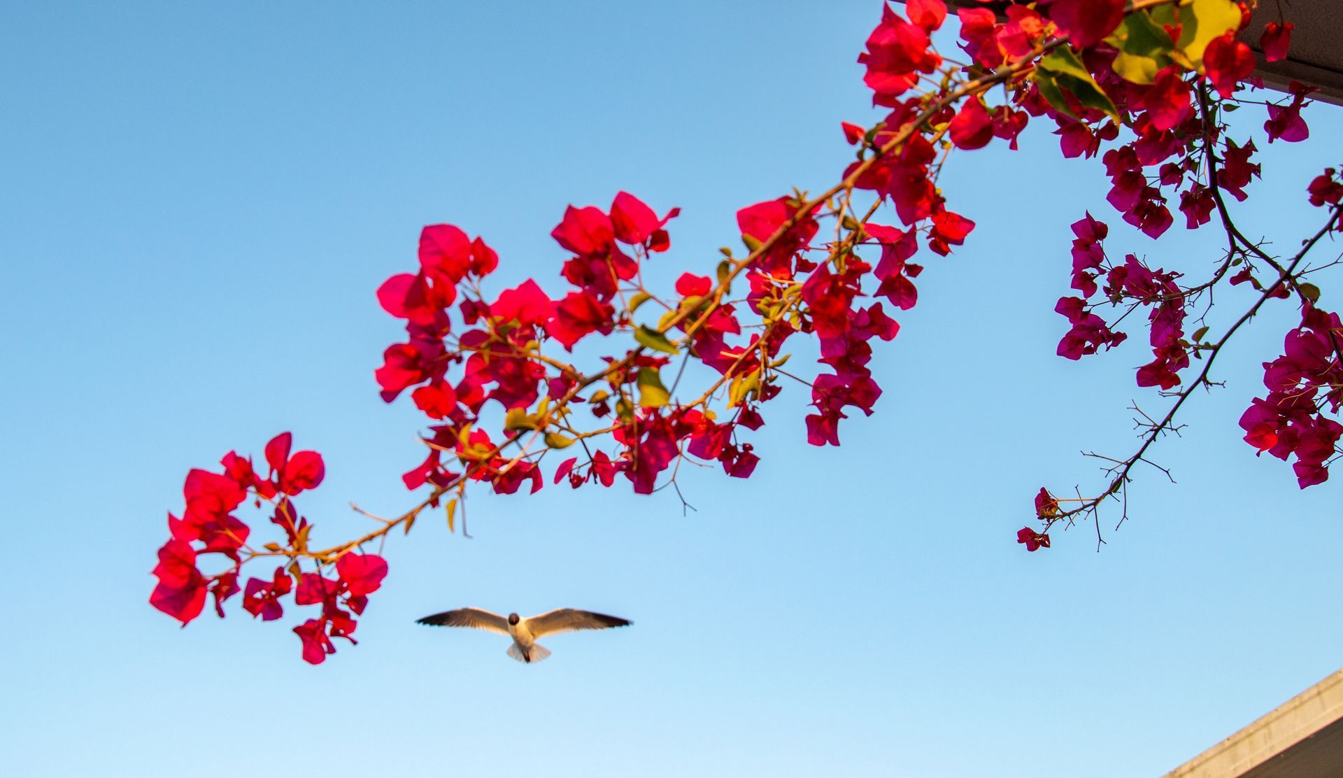 A bird is flying over a tree branch with red flowers