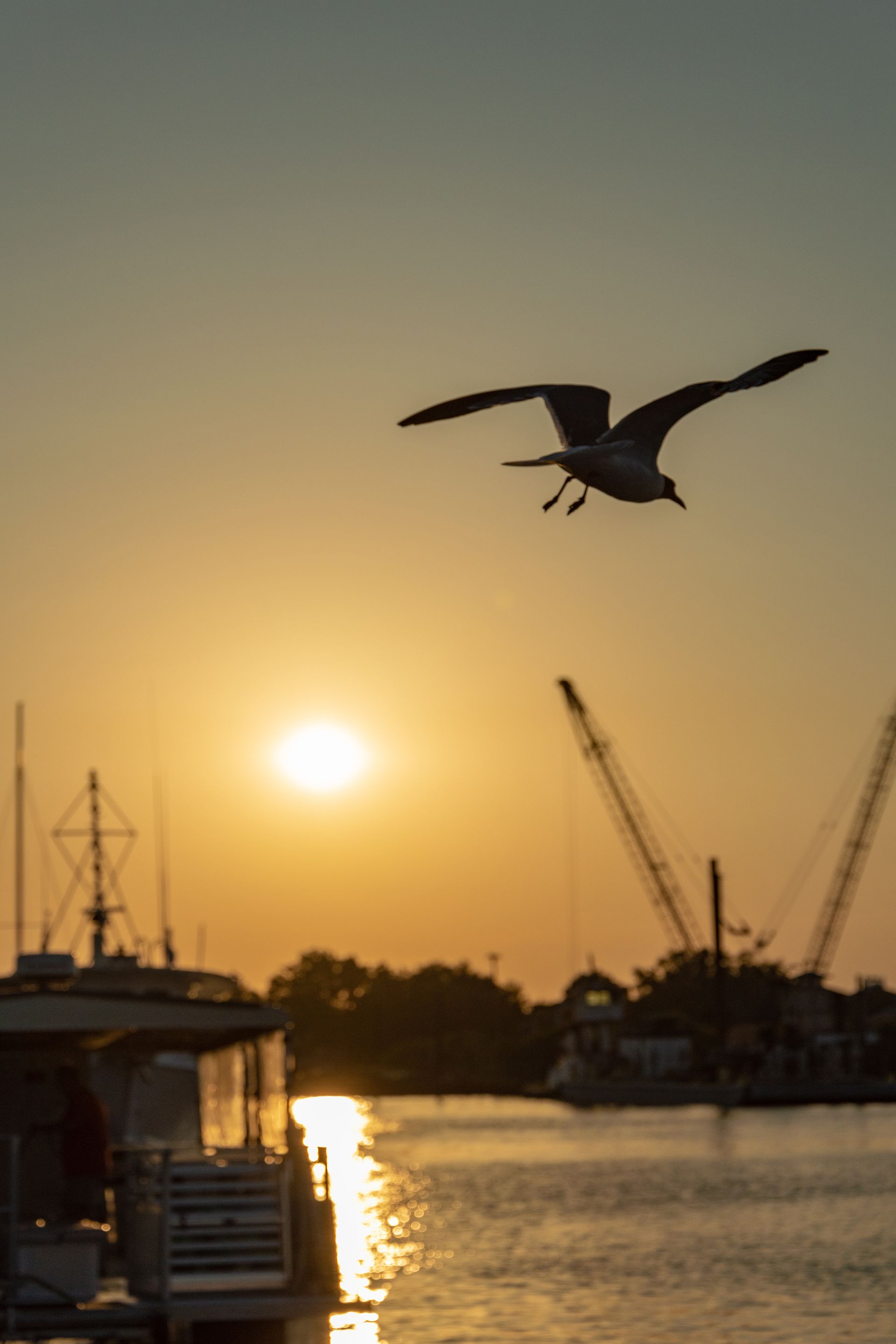 A seagull is flying over a body of water at sunset.