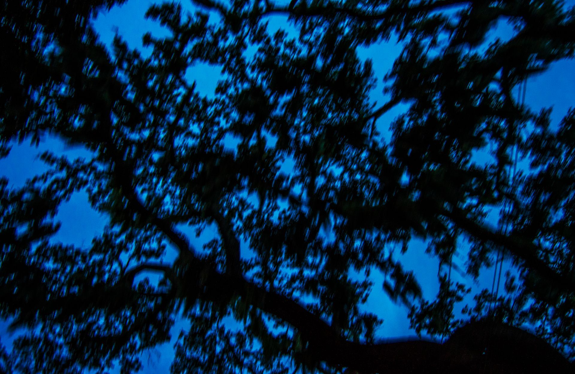 Looking up at a tree with a blue sky in the background