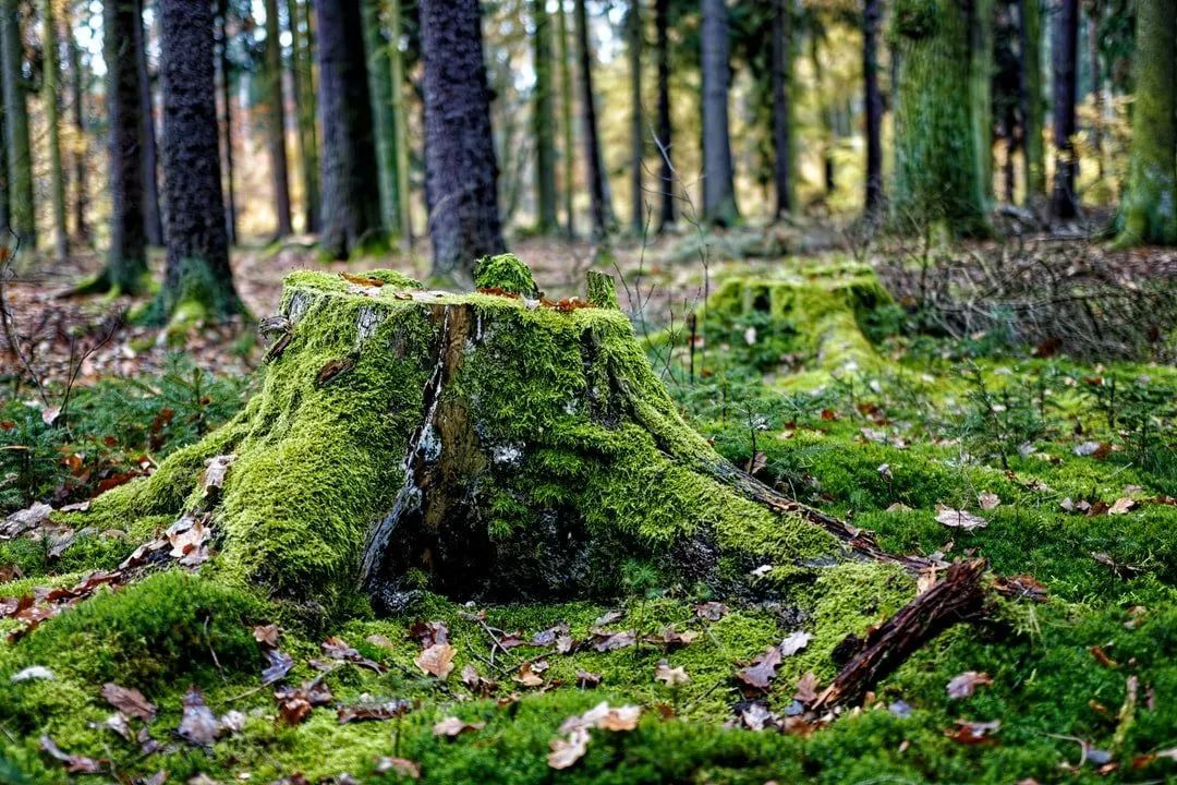 Moss-covered tree stumps in a forest. Lush green moss, brown trees, and a natural setting.