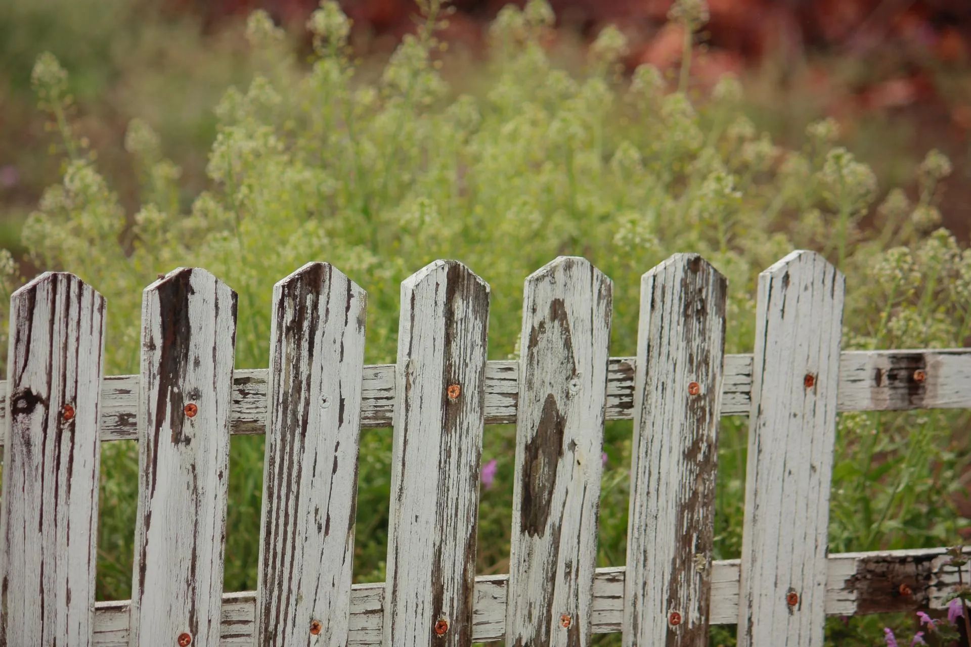 Weathered white picket fence with peeling paint in front of blurred green plants.