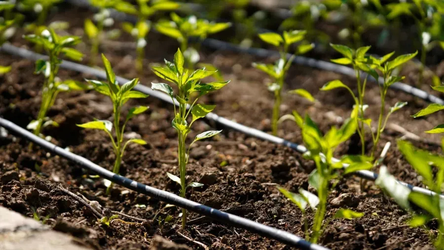 Young pepper plants growing in a garden bed with drip irrigation lines.
