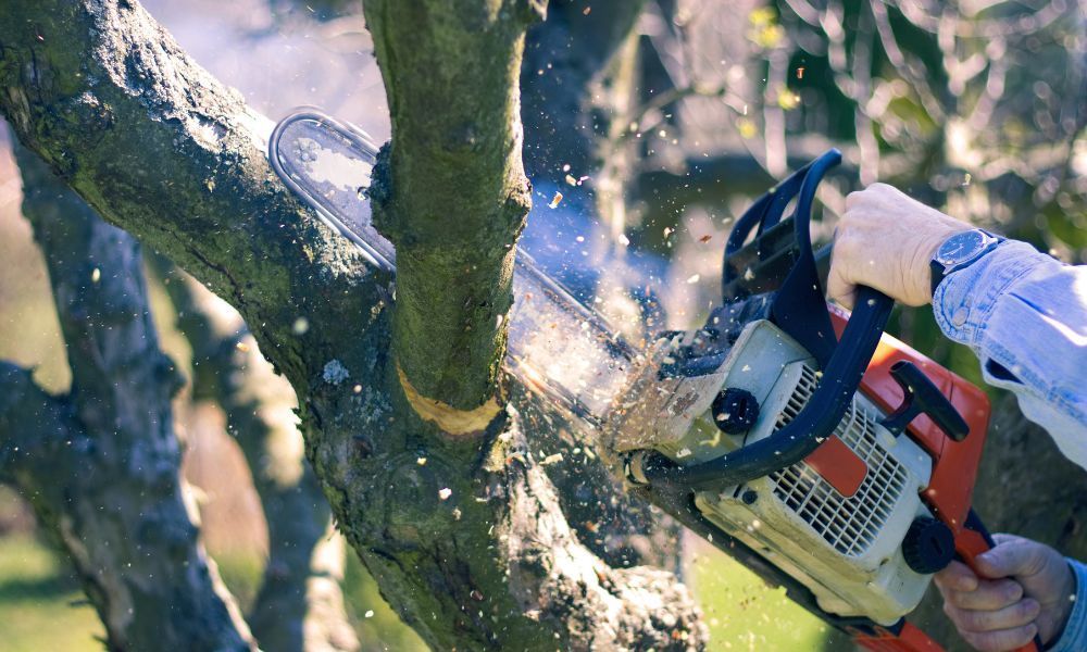 3 Reasons To Hire a Professional for Residential Tree Care