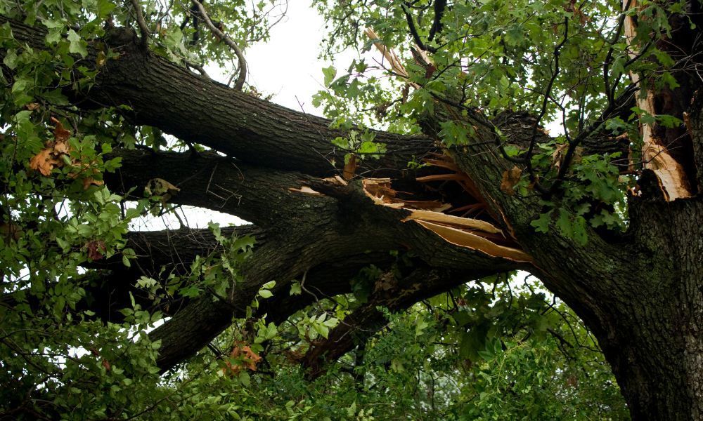 When To Call for Emergency Tree Services