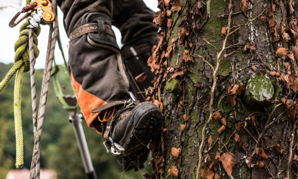 3 Common Misconceptions About Hiring an Arborist