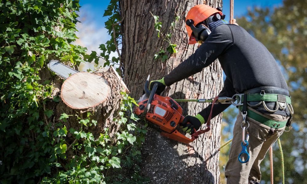 5 Signs You Need To Remove a Tree From Your Yard
