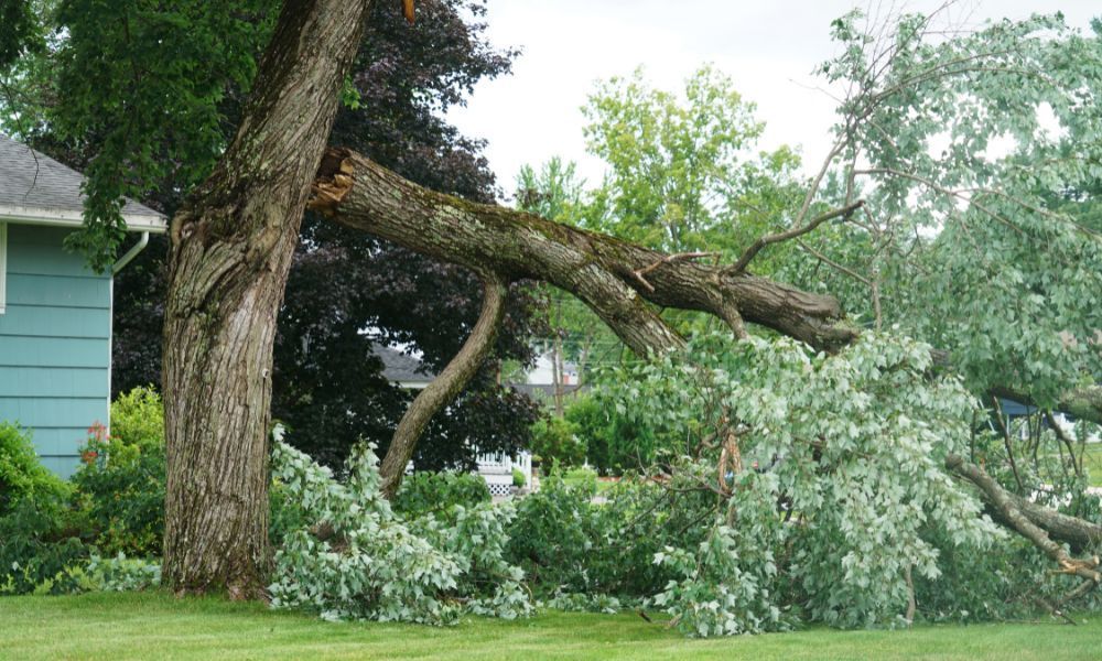 4 Types of Situations You Need Emergency Tree Services