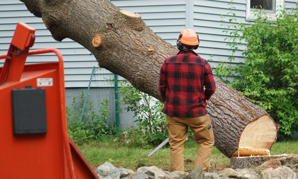 4 Advantages of Removing Dead Trees From Your Yard